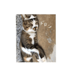 ぐれ（個別スタンプ：1）