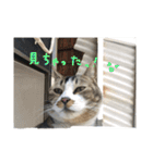 ぐれ（個別スタンプ：16）