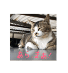 ぐれ（個別スタンプ：28）