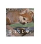 こてつ178（個別スタンプ：3）