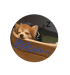こてつ178（個別スタンプ：4）