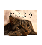 猫のスタンプ（きのこ）（個別スタンプ：1）