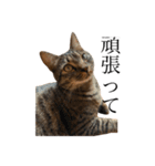 猫のスタンプ（きのこ）（個別スタンプ：11）