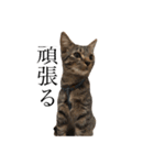 猫のスタンプ（きのこ）（個別スタンプ：12）