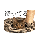 猫のスタンプ（きのこ）（個別スタンプ：14）