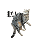 猫のスタンプ（きのこ）（個別スタンプ：15）
