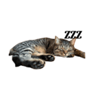 猫のスタンプ（きのこ）（個別スタンプ：16）