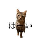 猫のスタンプ（きのこ）（個別スタンプ：23）