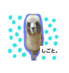 実写アルパカ（個別スタンプ：1）