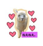実写アルパカ（個別スタンプ：3）