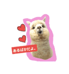 実写アルパカ（個別スタンプ：5）