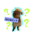 実写アルパカ（個別スタンプ：8）