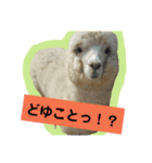 実写アルパカ（個別スタンプ：9）