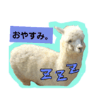 実写アルパカ（個別スタンプ：13）