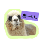 実写アルパカ（個別スタンプ：14）