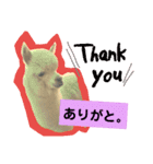 実写アルパカ（個別スタンプ：15）