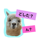 実写アルパカ（個別スタンプ：16）