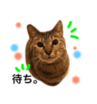 猫人生（個別スタンプ：1）