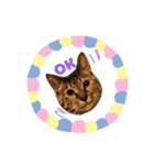 猫人生（個別スタンプ：2）