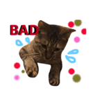 猫人生（個別スタンプ：3）
