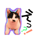 猫人生（個別スタンプ：5）