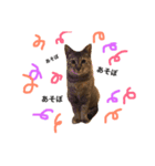 猫人生（個別スタンプ：6）