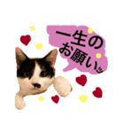 猫人生（個別スタンプ：8）