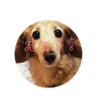 POTATO    1（個別スタンプ：1）