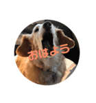 POTATO    1（個別スタンプ：3）