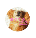 POTATO    1（個別スタンプ：4）