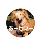 POTATO    1（個別スタンプ：8）