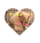ラテのスタンプ（個別スタンプ：7）