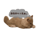ラテのスタンプ（個別スタンプ：8）
