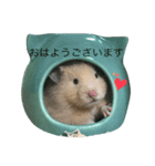 キンクマハムスターのあんず（個別スタンプ：1）