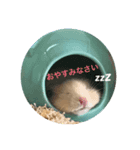 キンクマハムスターのあんず（個別スタンプ：2）