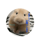 キンクマハムスターのあんず（個別スタンプ：4）