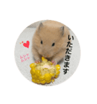 キンクマハムスターのあんず（個別スタンプ：6）