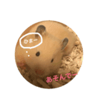 キンクマハムスターのあんず（個別スタンプ：7）