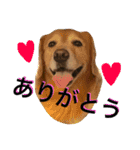ゴールデンレトリバースタンプ（個別スタンプ：1）