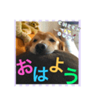 ゴールデンレトリバースタンプ（個別スタンプ：14）