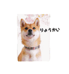 豆柴もこ（個別スタンプ：3）