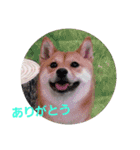 豆柴もこ（個別スタンプ：5）