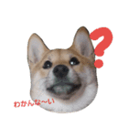 豆柴もこ（個別スタンプ：9）