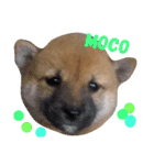 豆柴もこ（個別スタンプ：11）