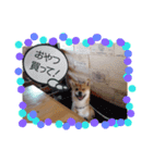 豆柴もこ（個別スタンプ：13）