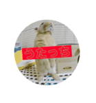 おっちゃんうさぎスタンプ（個別スタンプ：7）