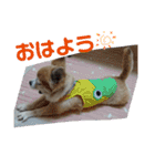 チャッピーとノンの日常生活（個別スタンプ：1）