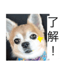 チャッピーとノンの日常生活（個別スタンプ：4）