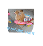 チャッピーとノンの日常生活（個別スタンプ：5）