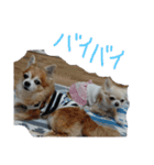 チャッピーとノンの日常生活（個別スタンプ：7）